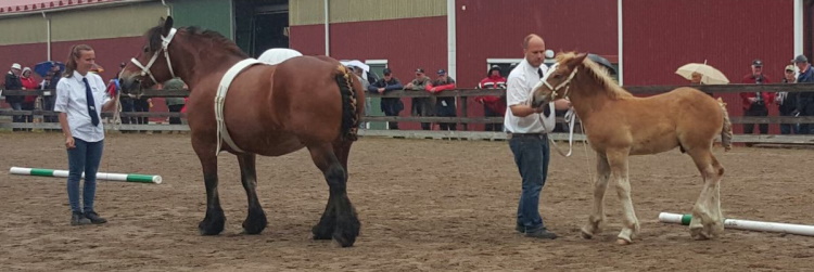 Jonnas stambokföring och premiering av Alfavill