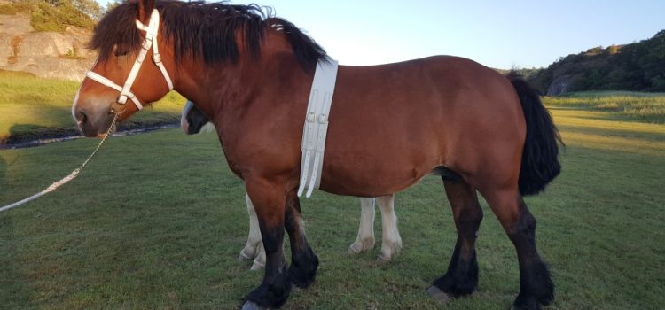 Nya skor och ultraljud på gång