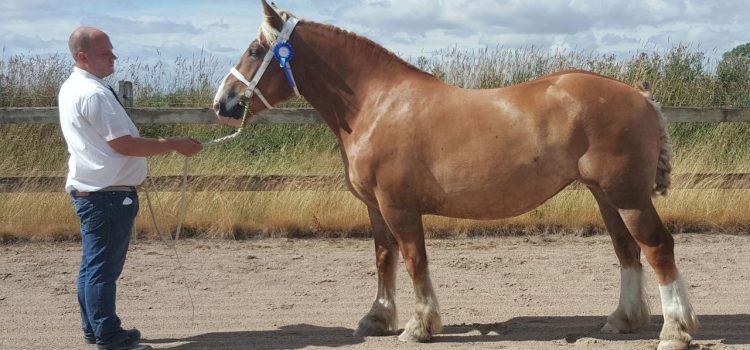 Millies 3-årspremiering